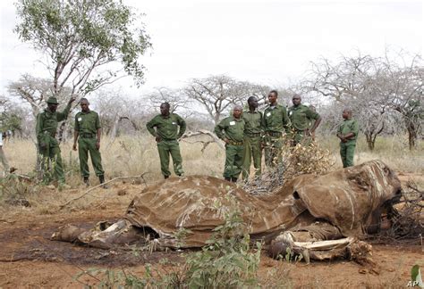 Covid-19 lockdown affecting Ugandan Wildlife with poaching instances on the rise - Guide 2 Uganda