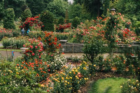 Visiting the Portland ROSE Garden (Helpful Local's Guide & Tips)