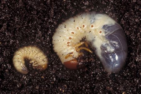 Learn About Grub Worms | Grub Worm Identification | Hulett Pest Control