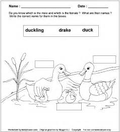 Duck Worksheets and printables