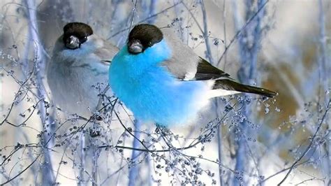 40 pictures of birds create wonderful pictures