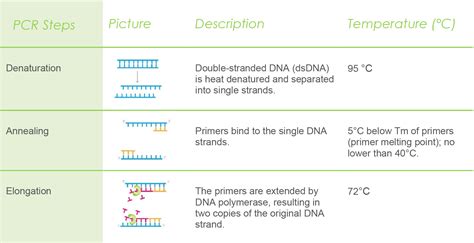 処方する 母 アーク rt qpcr - kusatsu-kujira.jp