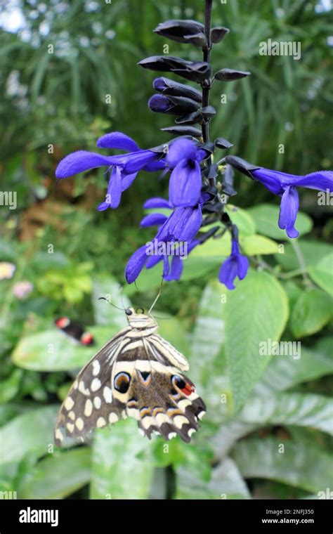 Stratford Butterfly Farm Stock Photo - Alamy