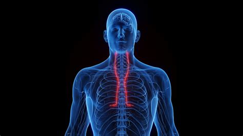 Phrenic Nerve Injury | doctorlansford.com