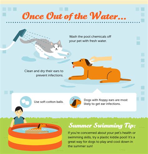 Tips to Keep Yours Dogs & Cats Swimming in the Summer Weather