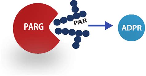 Enzolution PARG Assay System | BellBrook Labs