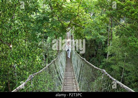 A rain forest canopy walkway in the Amazon forest tambopata national ...