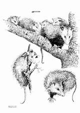 Coloring Page opossum  Free Printables Img 8550 sketch template