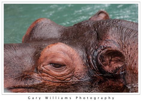 San Francisco Zoo | Gary Williams Photography - Part 2