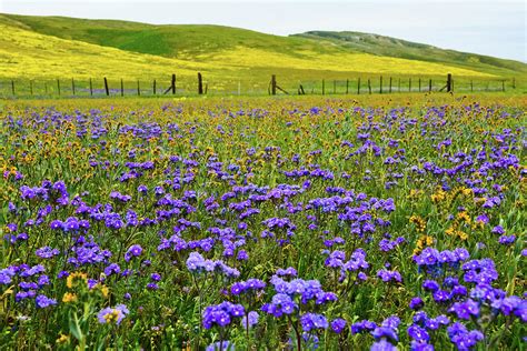 Wildflowers Carrizo Plain National Monument Photograph by Kyle Hanson - Fine Art America