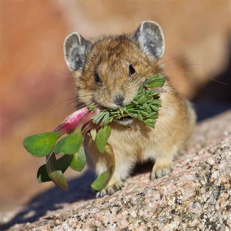 Cute pika chewing salad Animals And Pets, Baby Animals, Cute Animals, Strange Animals, Beautiful ...