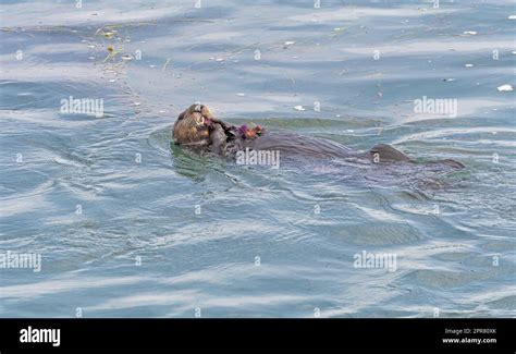 A Sea Otter With a Palette of Sea Urchins on its Chest Stock Photo - Alamy