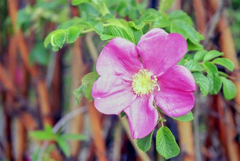 Pink Alpine Rose Flower in the Garden Stock Photo - Image of bloom ...