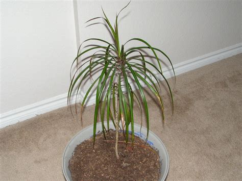 Gallery For > House Plants Tree