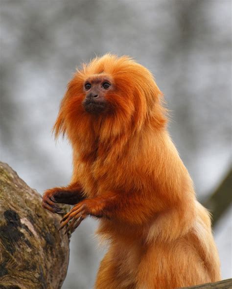 1000+ images about Golden Lion Tamarin on Pinterest | Rainforests ...