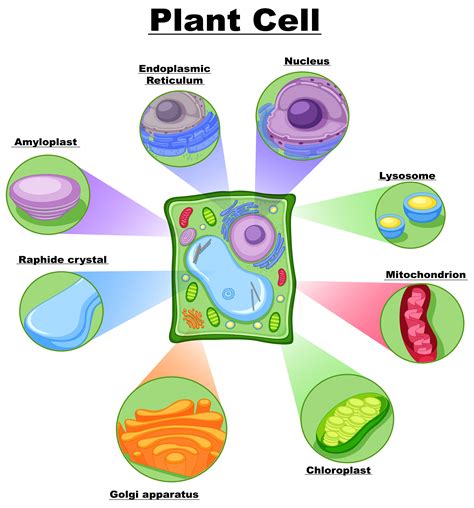 Diagram showing plant cell 418281 Vector Art at Vecteezy