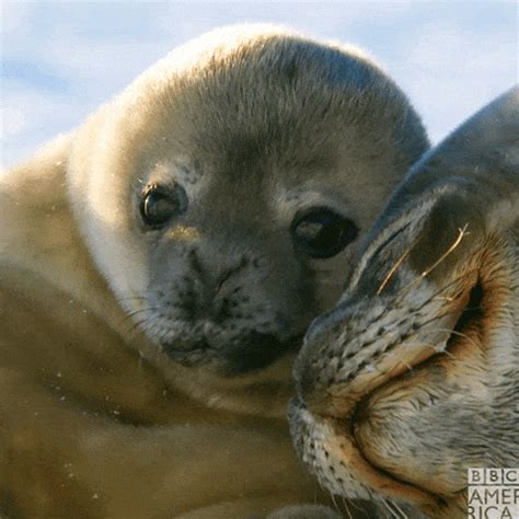 Baby Seal GIFs - Find & Share on GIPHY