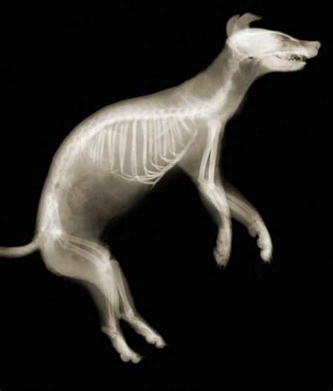 Ruang Radiologi: Animal in X-Ray Photos