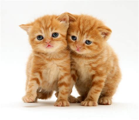 British Shorthair Red Tabby Kitten Photograph by Jane Burton - Fine Art America