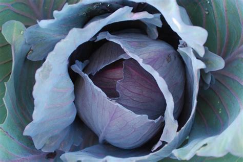 Cabbage Varieties, Varieties of Cabbage