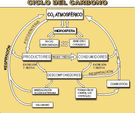 ciclo-carbono-lenntech