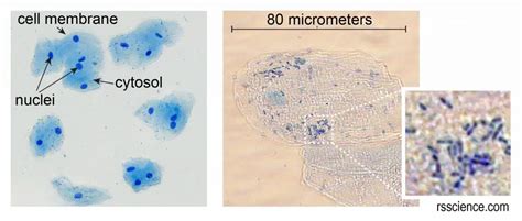 10 Everyday Things You Should Look at Under a Microscope - Rs' Science