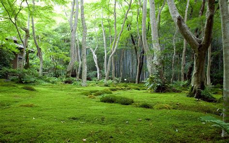 Green Forest Landscape Wallpapers HD / Desktop and Mobile Backgrounds