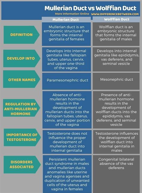 Mullerian Duct vs Wolffian Duct - Tabular Form | Biomedical science, Dna methylation, Tissue biology