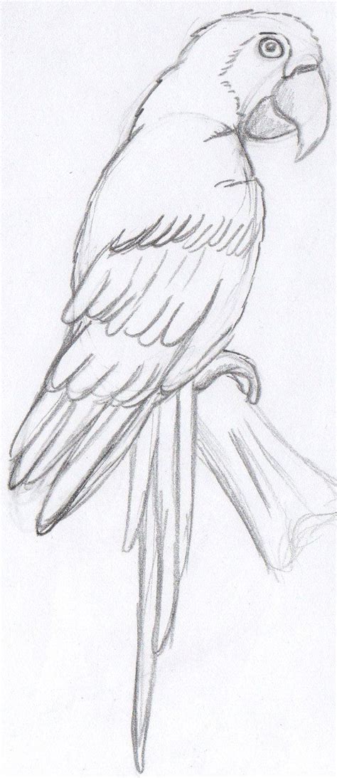 Parrot Sketch Sketch Coloring Page | Parrot drawing, Easy drawings, Animal sketches easy