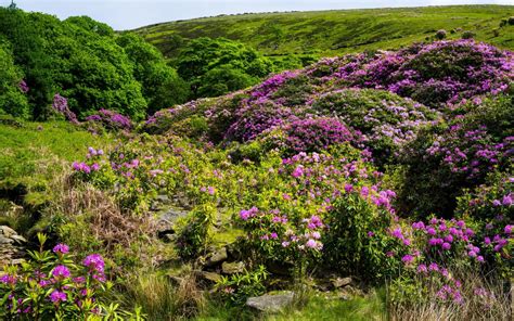 grass, hill, hills Wallpaper, HD Nature 4K Wallpapers, Images and Background - Wallpapers Den