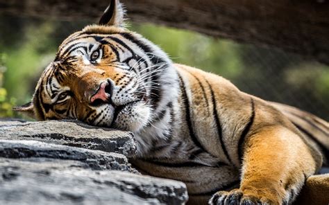 Free photo: Sleeping Tiger - Africa, Resting, Wild - Free Download - Jooinn