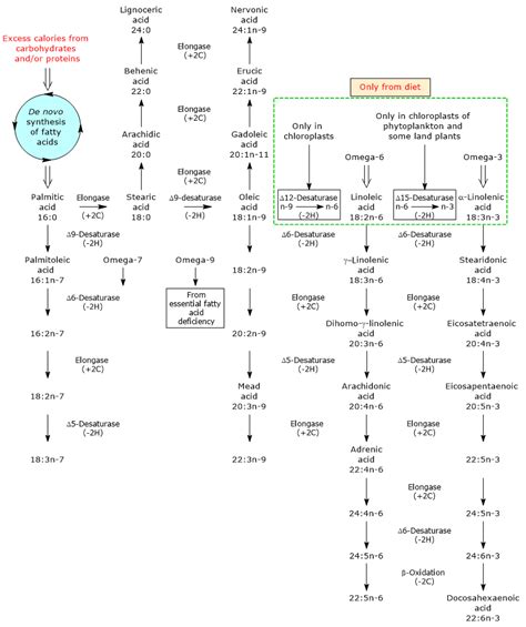 Fatty Acid Synthesis Pathway