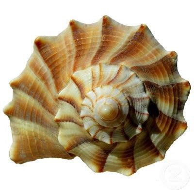 Spiral shell. | Seashells photography, Patterns in nature, Sea shell decor