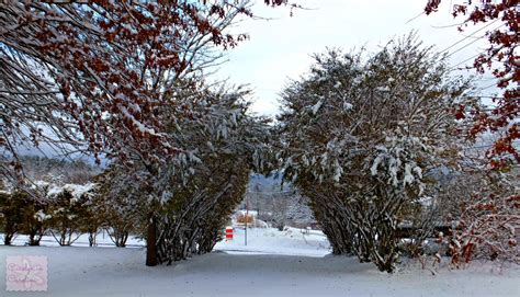 Carolyn in Carolina: Snowfall in Sylva Part 2