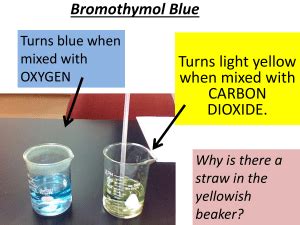 Lab---Bromothymol-Blue (1)