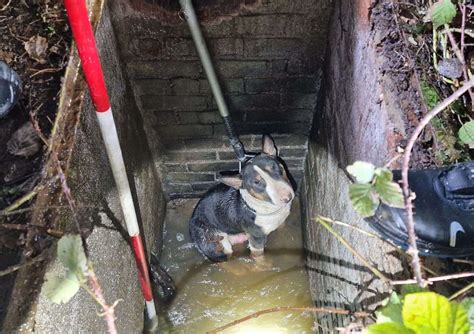 Fire crews rescue dog from water pipe near Kemsdale Road, Faversham