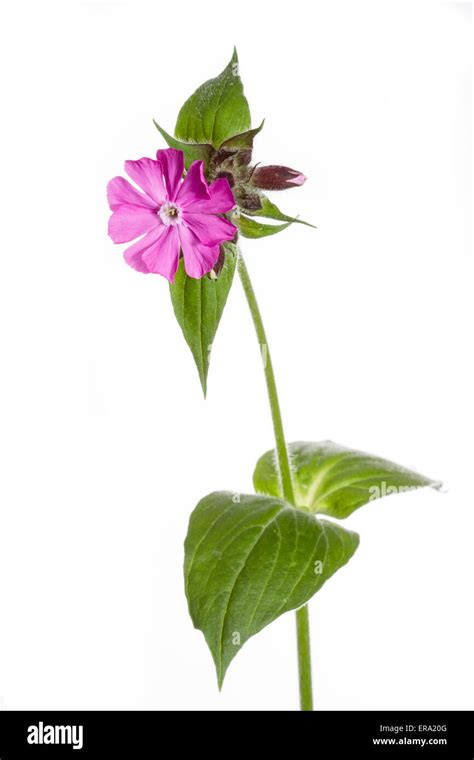 Red Campion flower taken using field studio Stock Photo - Alamy