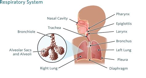 What is Bronchiolitis? - First Aid for Free