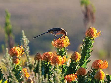 Animals Living in Fynbos - Whalecoast