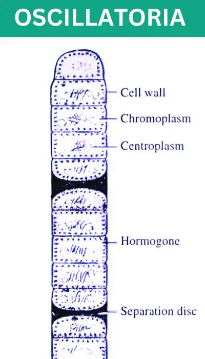 Oscillatoria - Structure, Reproduction & Applications