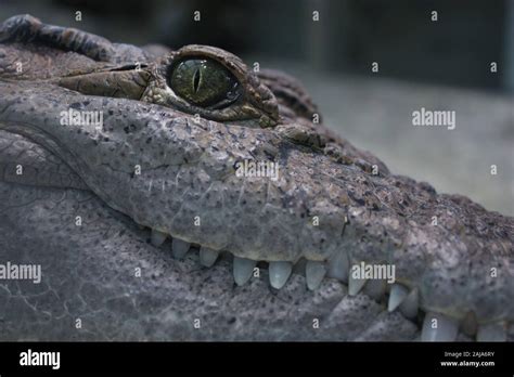 Profile portrait of a crocodile with very white teeth Stock Photo - Alamy