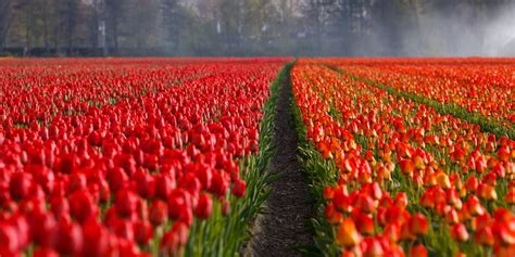 Nearly all tulip bulbs are duds at the Amsterdam Flower Market ...