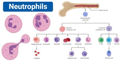 Neutrophils: Definition, Structure, Count, Range, Functions