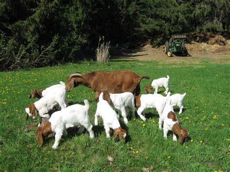 Boer Goat