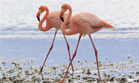 Dance of the flamingos: The flirty birds have 136 moves to lure a mate ...