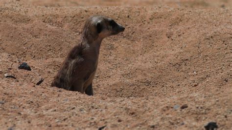 meerkat watches out burrow another emerges Stock Footage Video (100% Royalty-free) 1087602539 ...