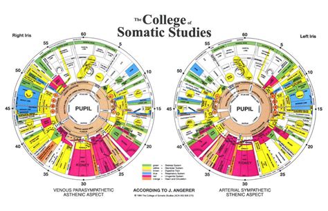 10 PCS iris diagnosis chart | iriscope | iridology camera | iriscope camera |iridology chart ...