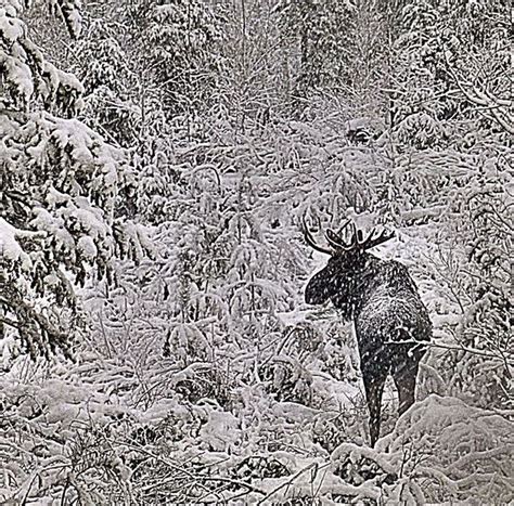 Pin by Michelle Dickerson on Not Bullwinkle J But Still a Cool Moose | Moose in snow, Animals ...