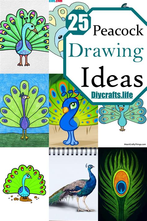 25 Peacock Drawing Ideas - Step By Step Guide - DIY Crafts