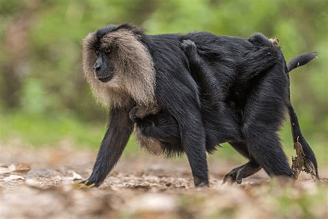 Valparai Wildlife Sanctuary | Birding Tours In South India